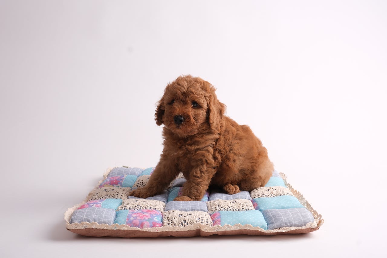 Puppies for Sale - A Complete Checklist for New Puppy Owners