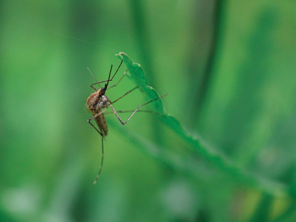 How to Find Reliable Mosquito Control Near You: Essential Tips for Homeowners