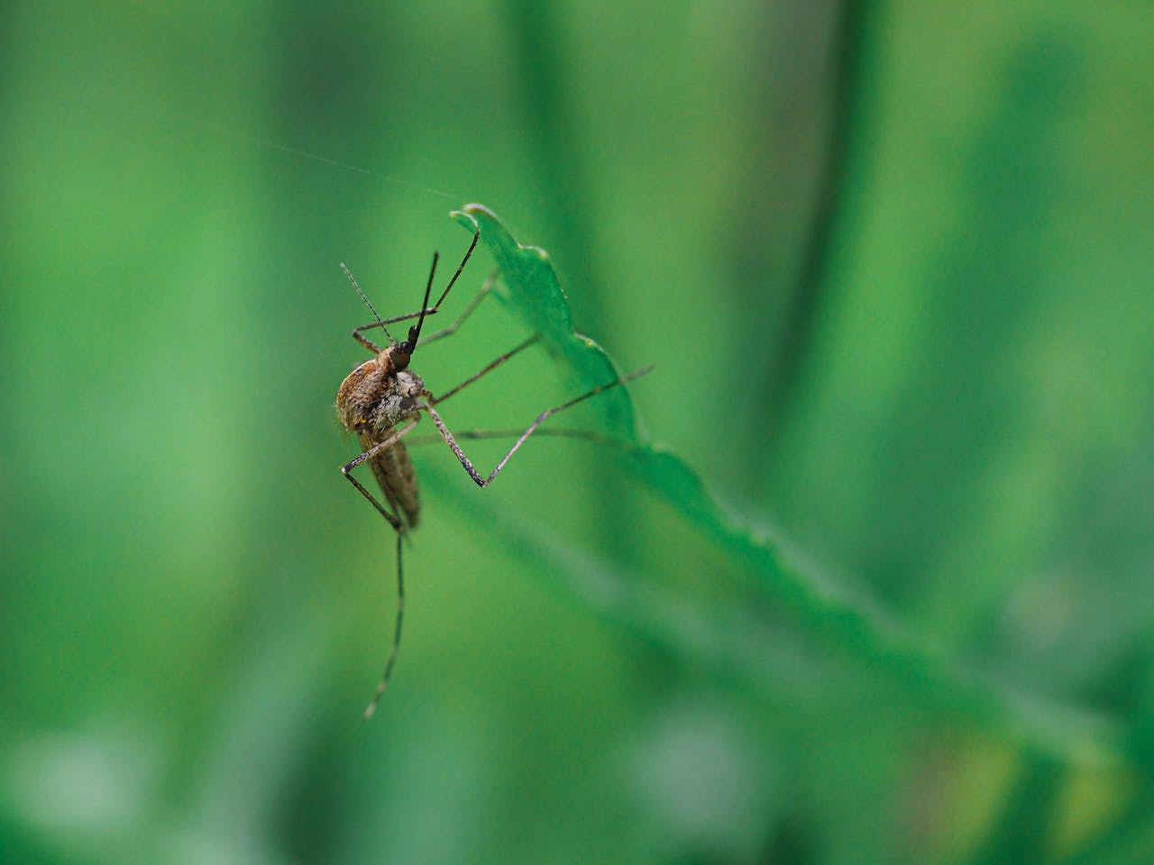 How to Find Reliable Mosquito Control Near You: Essential Tips for Homeowners